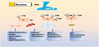 Frontiers Updated Role of Neuropeptide Y in Nicotine Induced